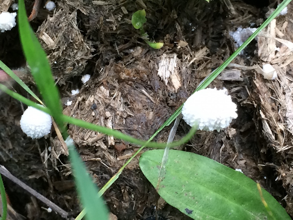 Coprinopsis radiata image