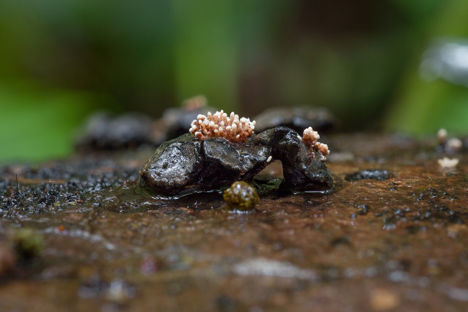 Cordierites coralloides image