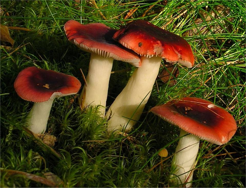 Russula atrorubens image