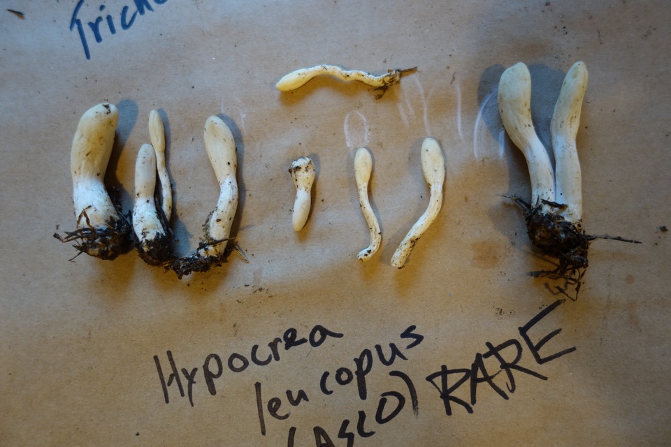 Hypocrea leucopus image