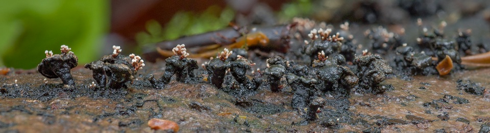 Kretzschmaria pavimentosa image