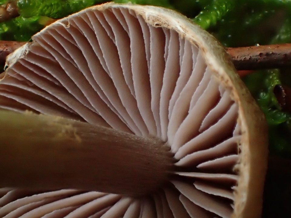 Cortinarius sertipes image