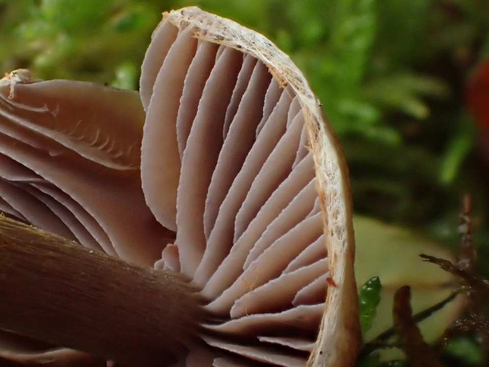 Cortinarius sertipes image