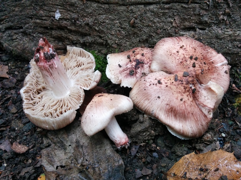 Inocybe adaequata image