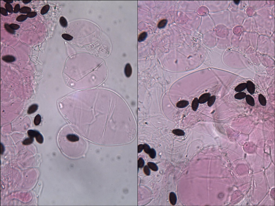Coprinellus limicola image