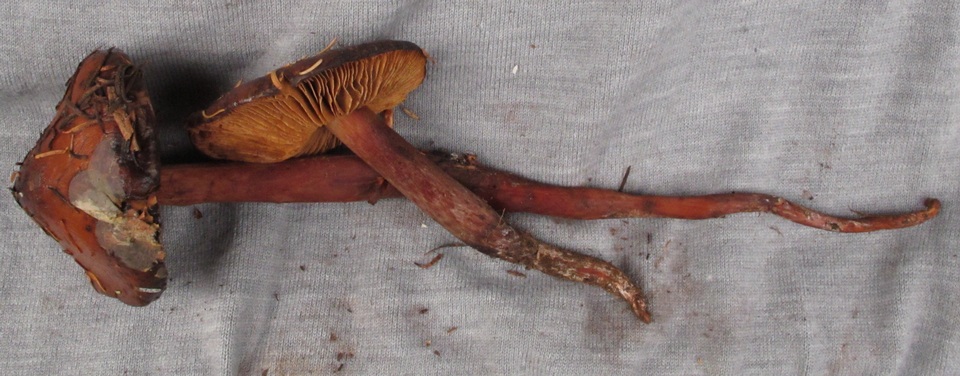 Phaeocollybia redheadii image