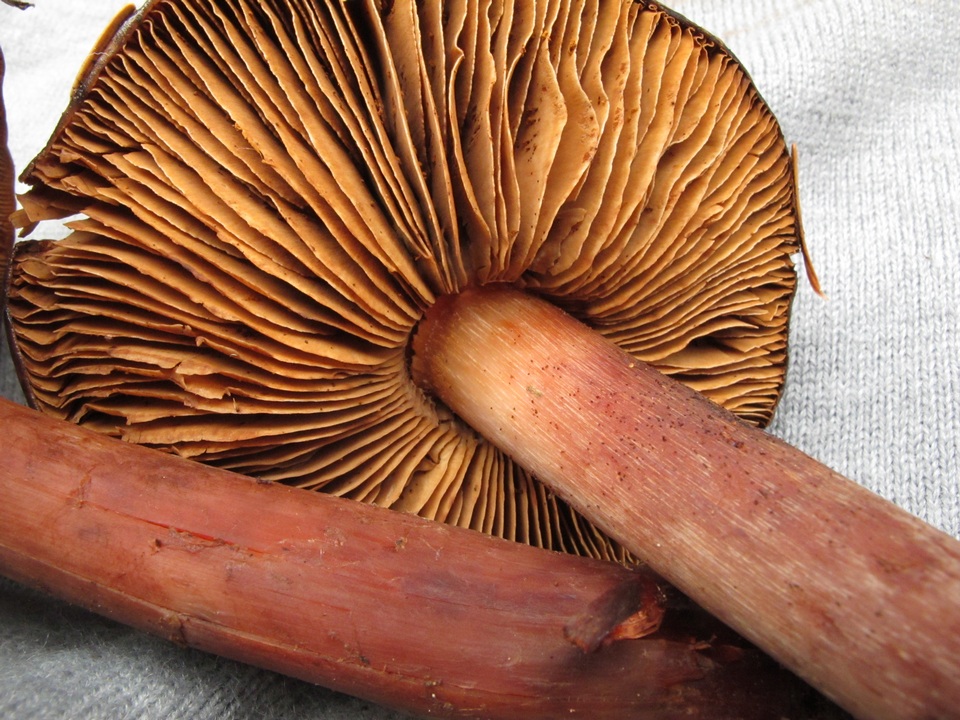 Phaeocollybia redheadii image