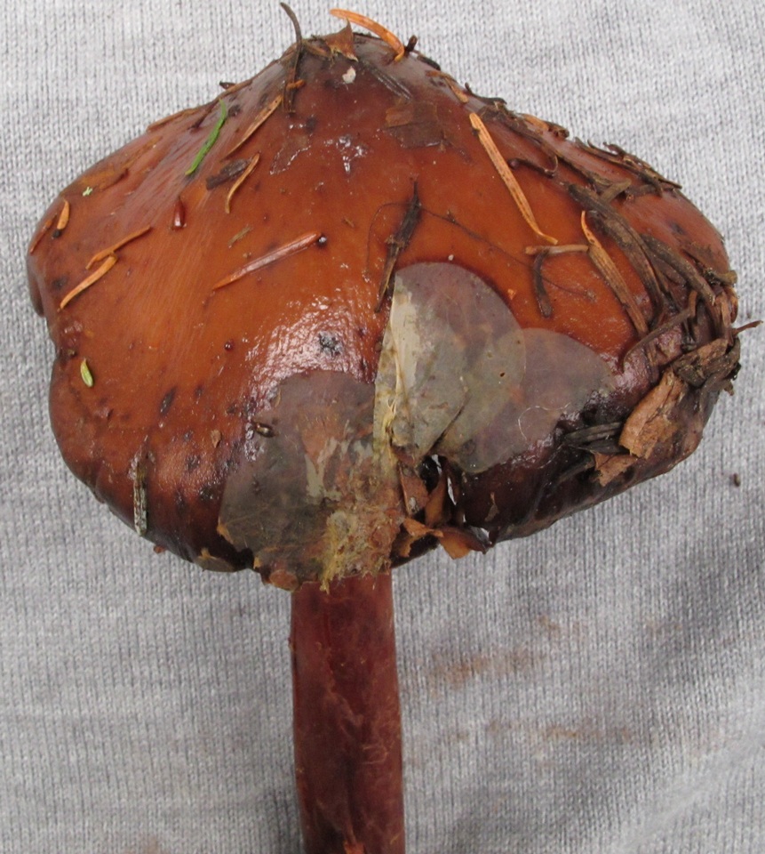 Phaeocollybia redheadii image