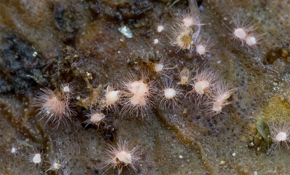 Volutella ciliata image