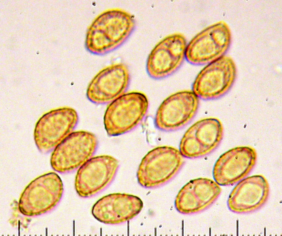 Cortinarius subfoetidus image