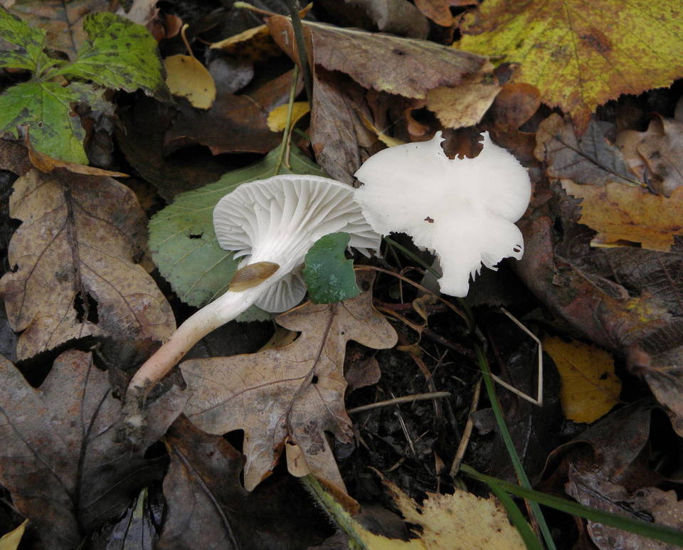 Camarophyllus virgineus image