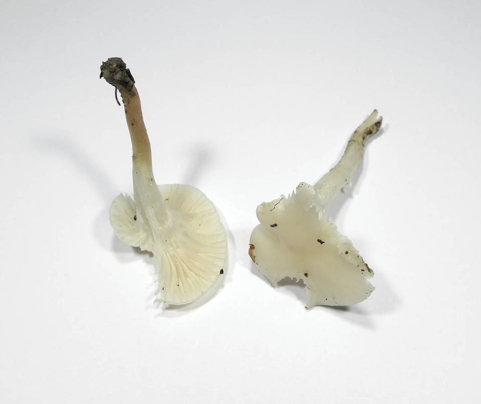 Camarophyllus virgineus image