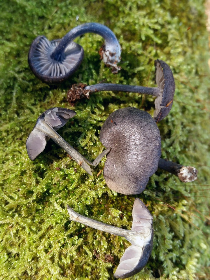 Entoloma occidentale image