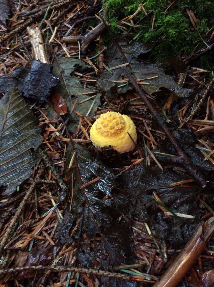 Amanita amerimuscaria image