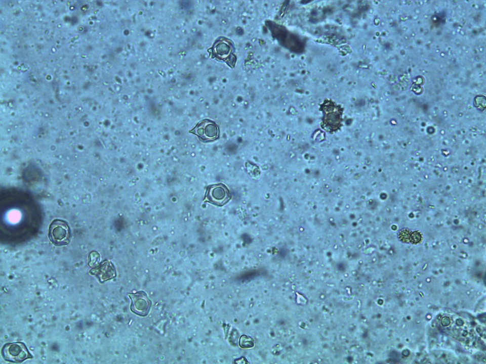 Entoloma parasiticum image