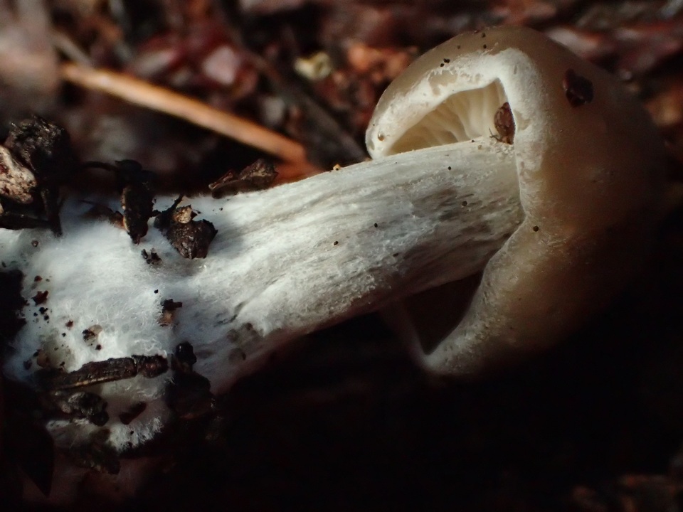 Clitocybe radicellata image