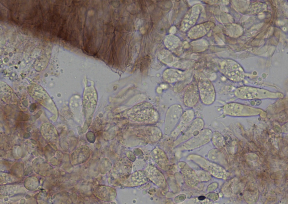 Mycena vitilis image