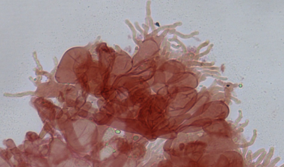 Mycena vitilis image