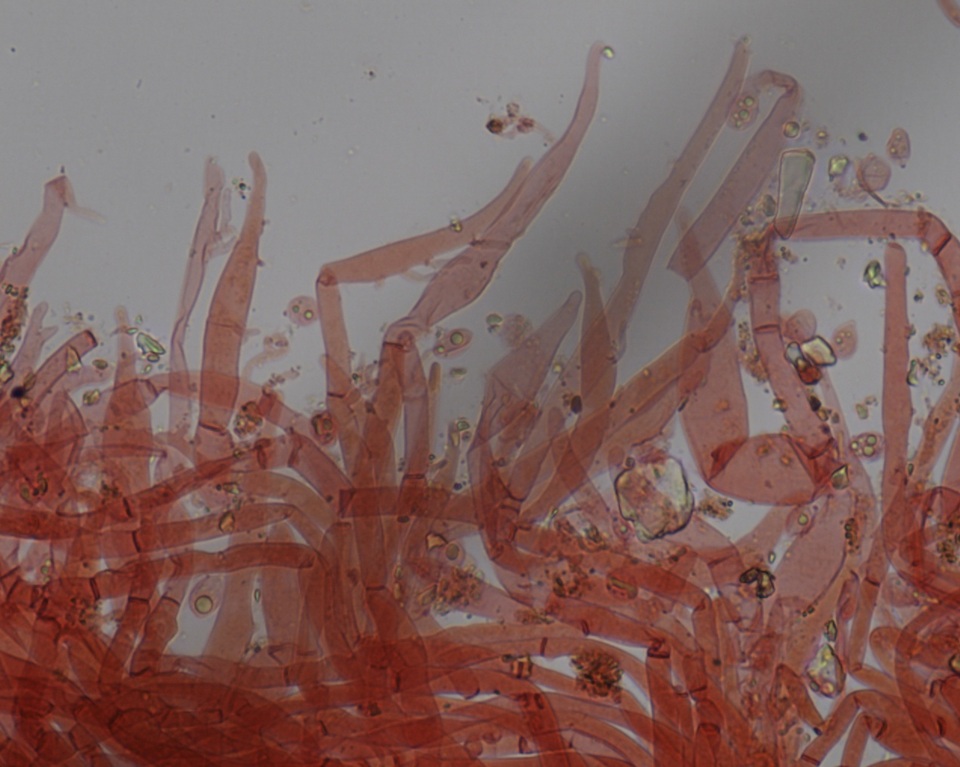 Mycena vitilis image