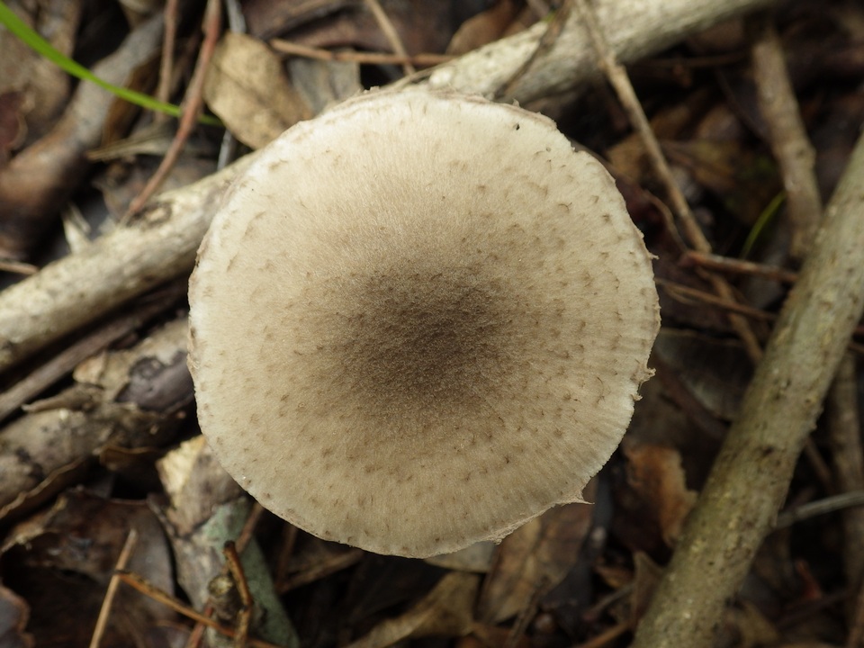 Coprinopsis melanthina image