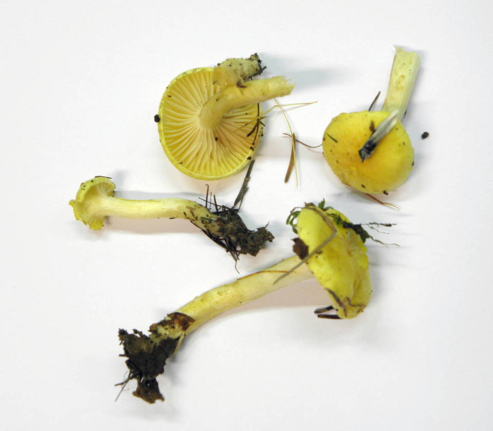 Hygrophorus lucorum image