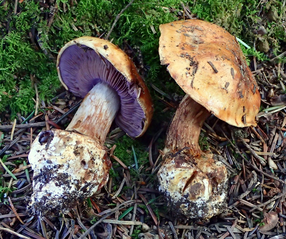 Cortinarius largentii image