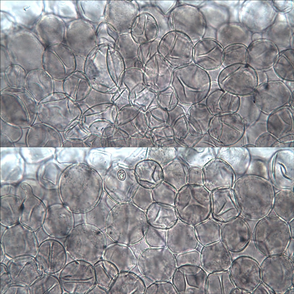 Pluteus cyanopus image