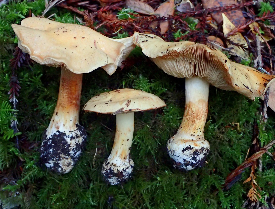 Cortinarius talus image