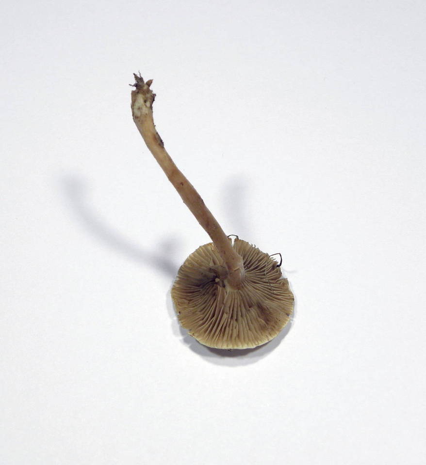 Ripartites metrodii image