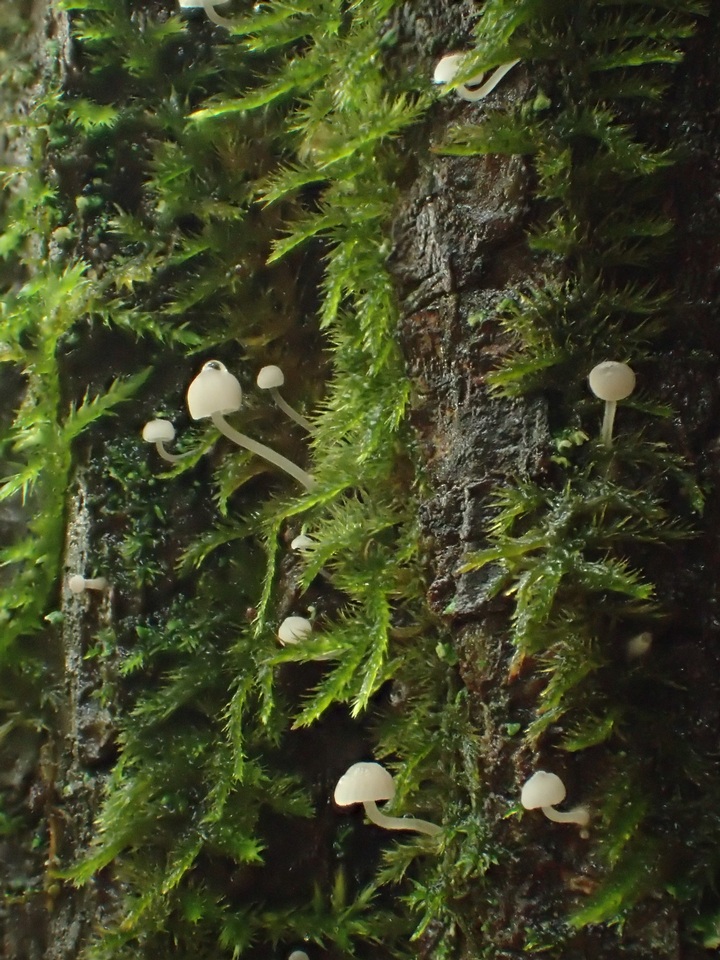 Mycena subcucullata image