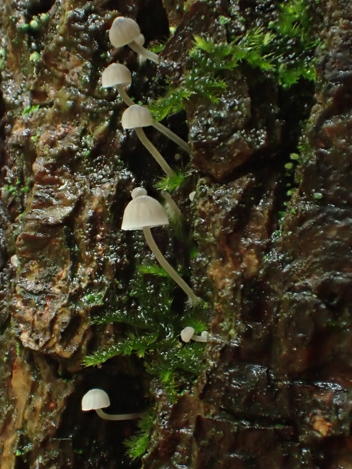 Mycena subcucullata image