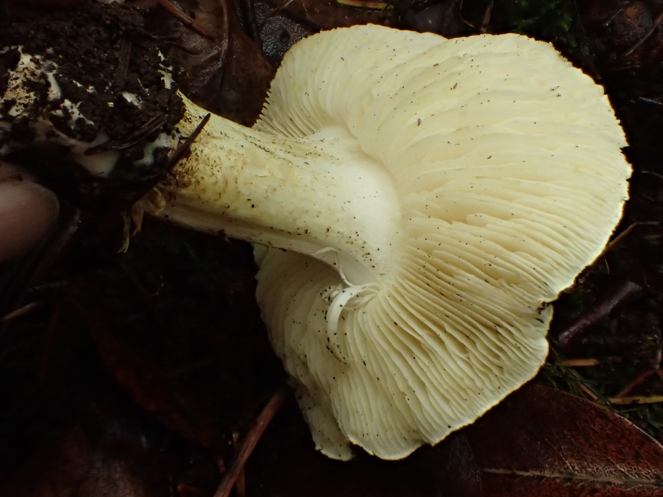 Tricholoma leucophyllum image