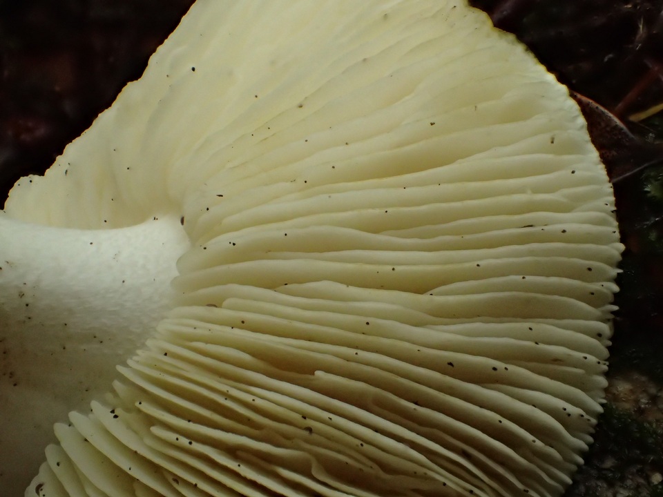 Tricholoma leucophyllum image