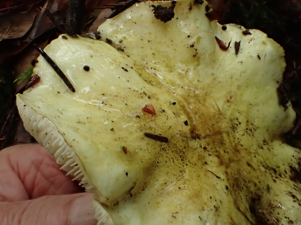 Tricholoma leucophyllum image