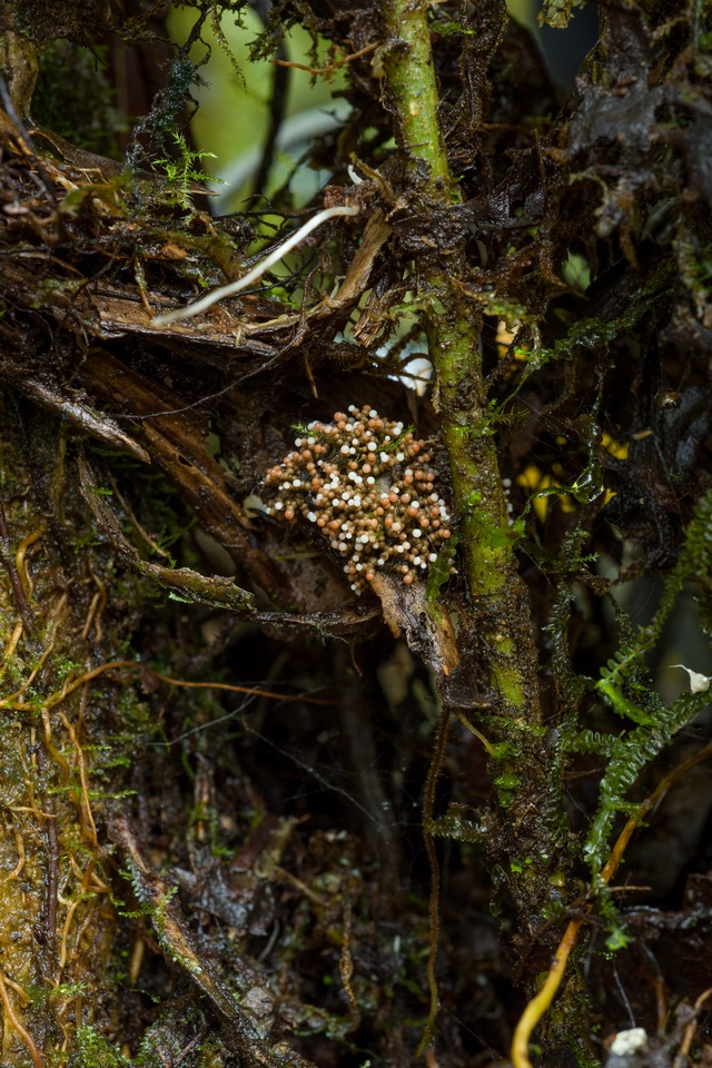 Glomus coremioides image