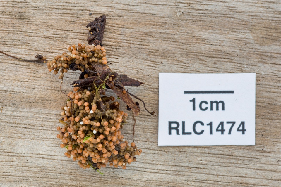 Glomus coremioides image