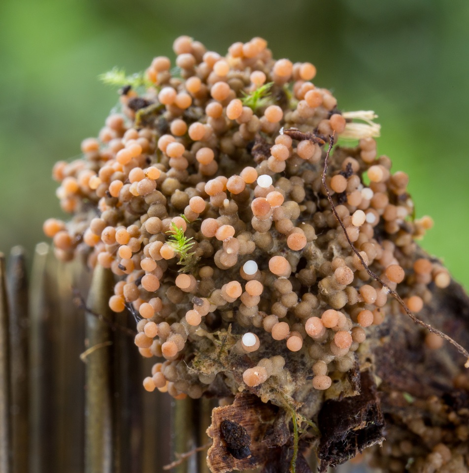 Glomus coremioides image