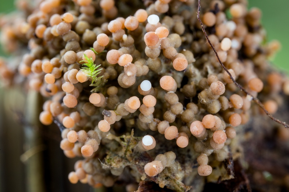 Glomus coremioides image