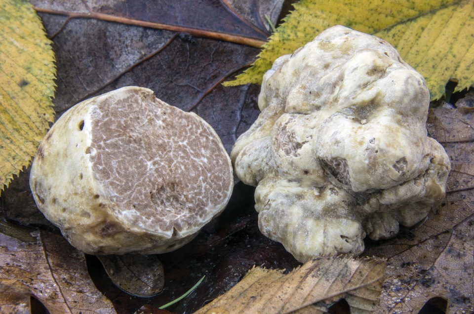 Tuber magnatum image