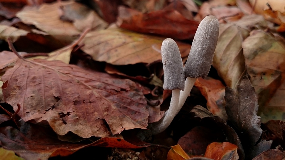 Coprinopsis krieglsteineri image