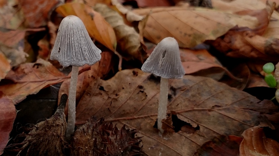 Coprinopsis krieglsteineri image
