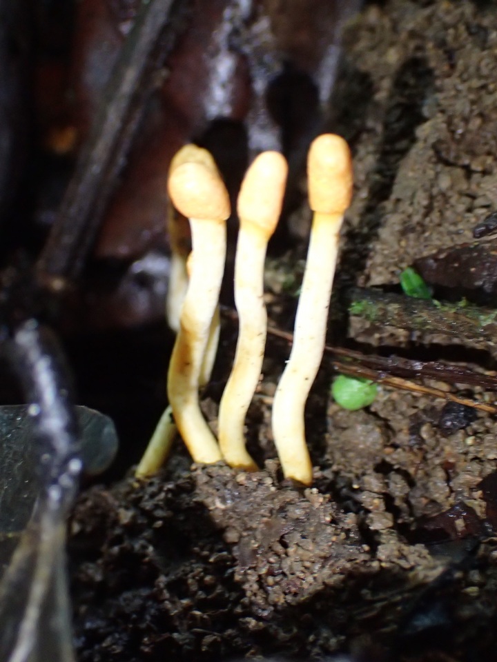 Cordyceps melolonthae image