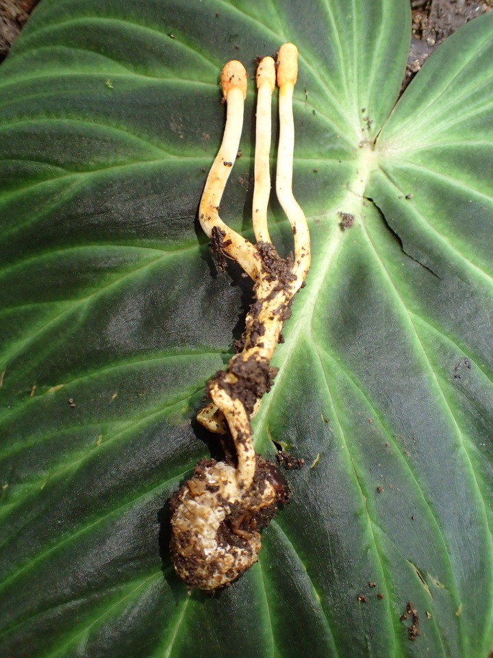 Cordyceps melolonthae image