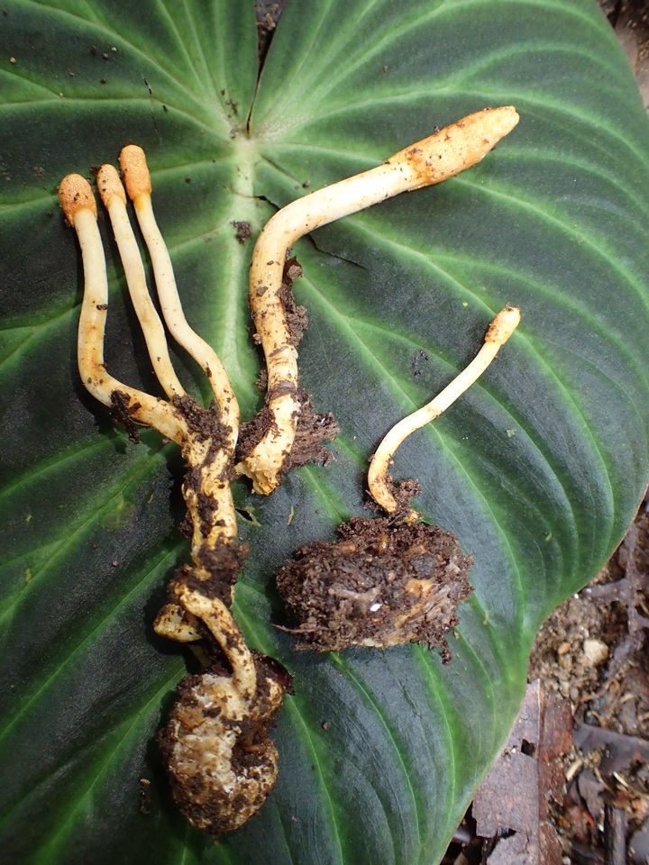 Cordyceps melolonthae image