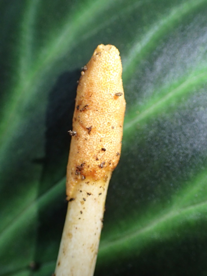 Cordyceps melolonthae image