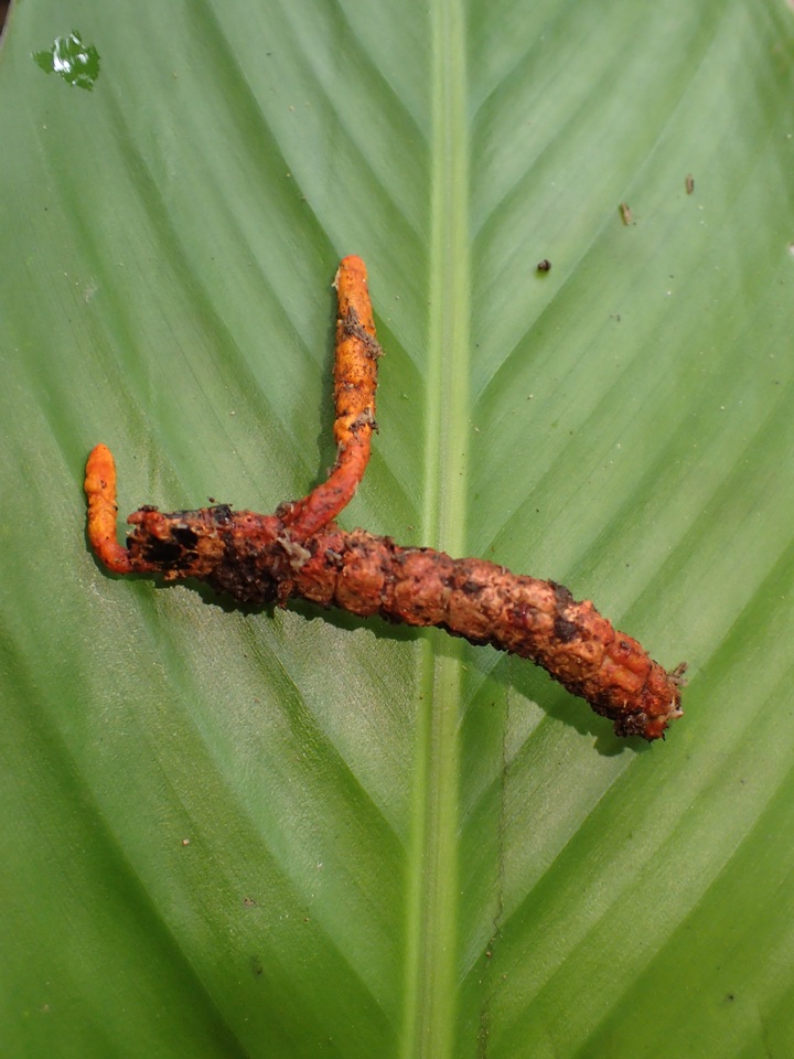 Nigelia martiale image