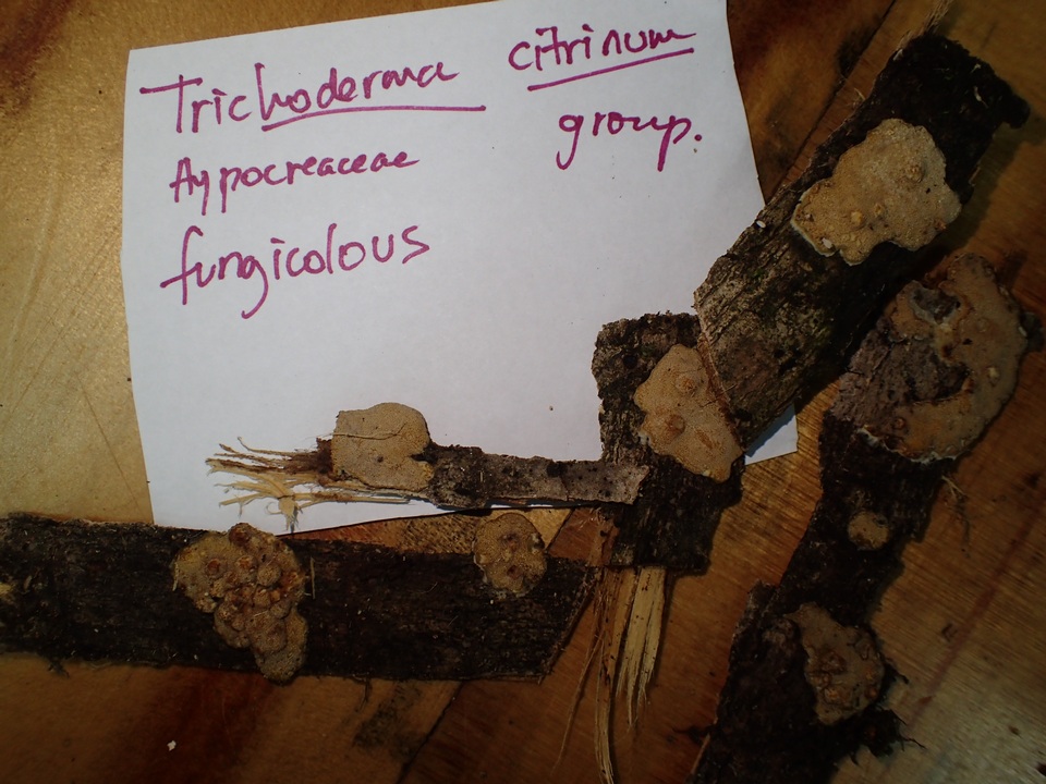Trichoderma microcitrinum image
