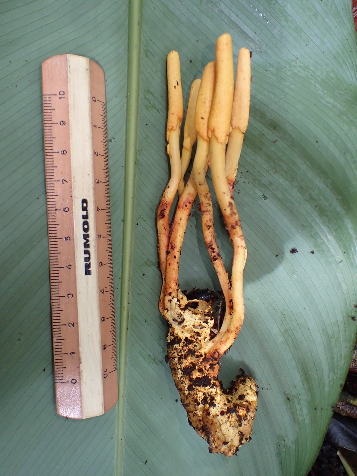 Cordyceps melolonthae image