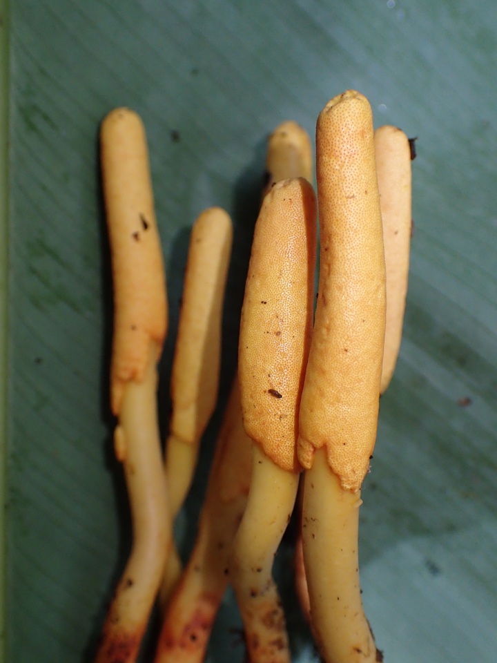 Cordyceps melolonthae image