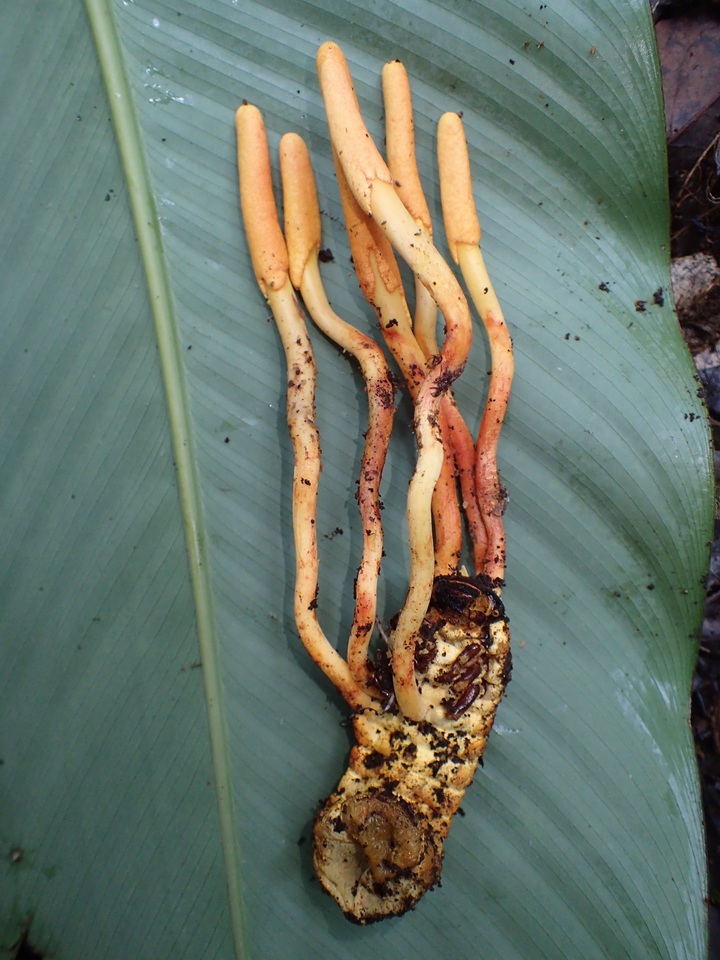 Cordyceps melolonthae image